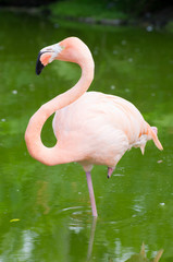 flamingo