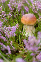 Small mushroom in heather