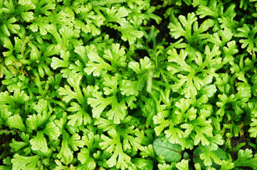 Fern plant background