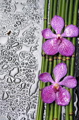 two orchid with bamboo grove on wet black background