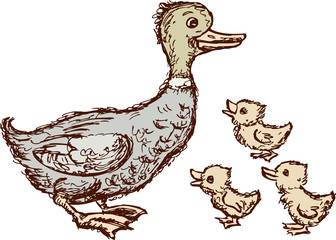 Duck and ducklings