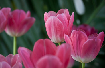 Obraz premium flower