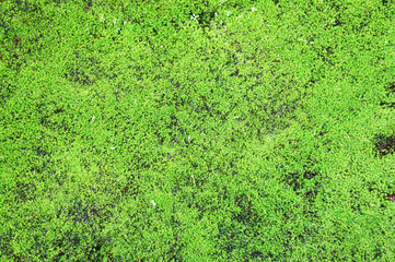 Close-up Moss on rock