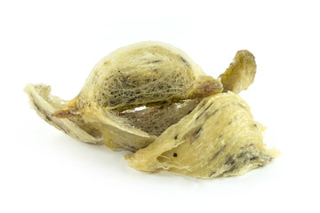 Swiftlet nest on white background