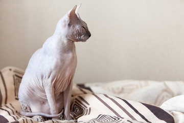 Calm cat sphinx sitting on a bed in the bedroom. Copyspace