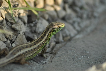 lizard on the stone