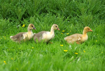 Goslings on a green grass