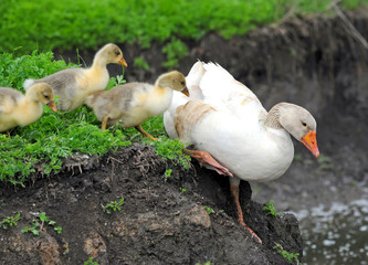 Goose with babies jumps in water