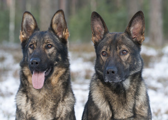 german sheepdogs portrait