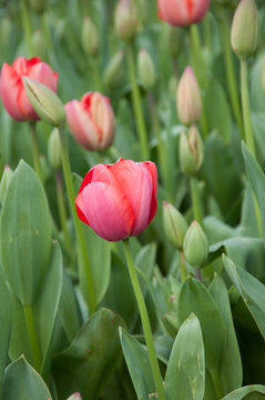 tulip flowers on garden