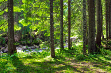 Obraz premium green forest