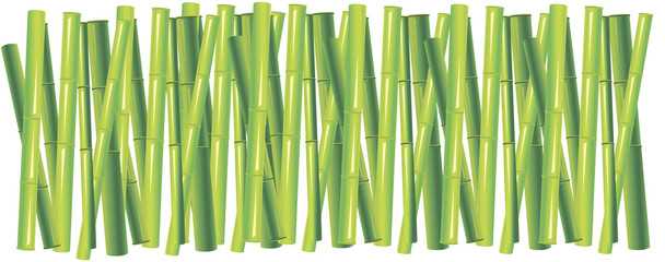 the background of the green bamboo