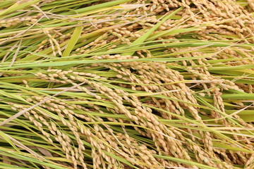 稲穂