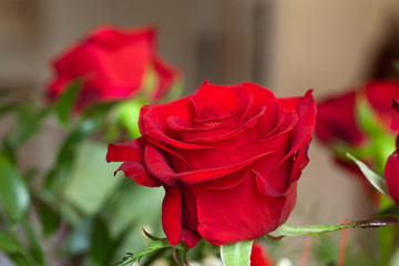 red rose close up