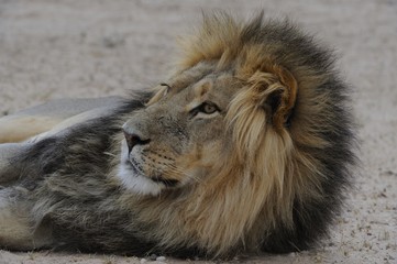 Male lion (Panthera leo) relaxing