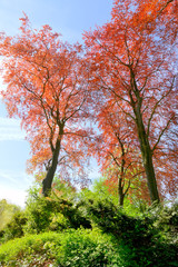 Branches and trunks of trees in spring.