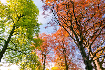 Fototapeta premium Branches and trunks of trees in spring.