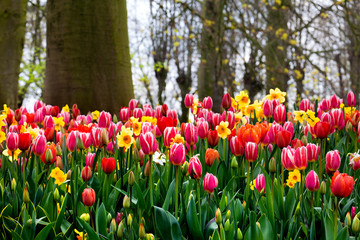Tulips and narcissus on the forest background.