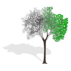 winter/summer tree