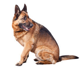german shepherd