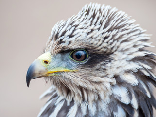 Close up of a Yellow Billed Kite