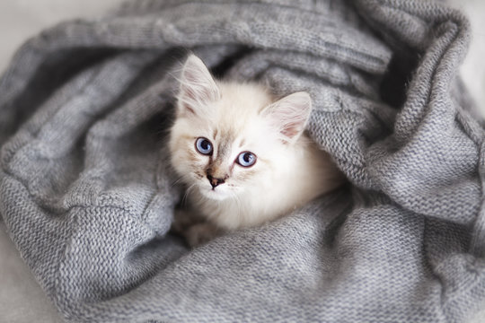 Siberian kitten