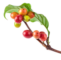 Сoffee beans on a branch of coffee tree, ripe and unripe berries