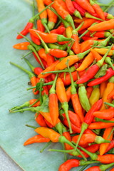 Fresh chilli - red hot peppers