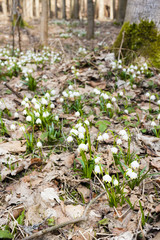 spring snowflakes in forest