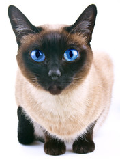 Siamese cat isolated on the white background