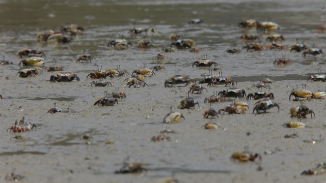 crabs on the beach