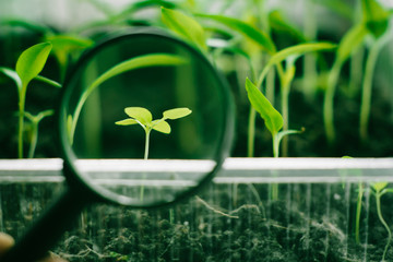 Weed in magnifier