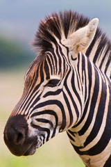 Fototapeta na wymiar Zebra standing in nature