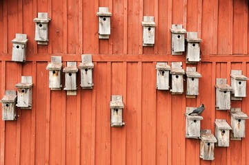 Vogelh&auml;user mit Dohle