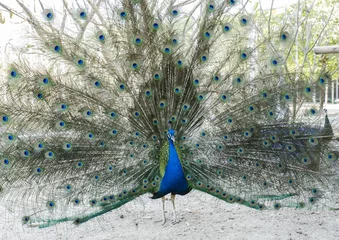 Fotobehang beautiful peacock © hacksss23