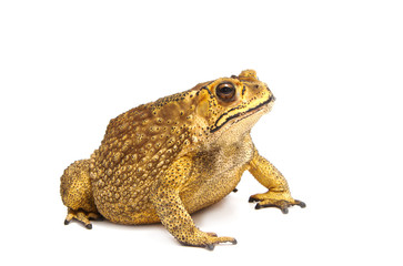 Toad Isolated