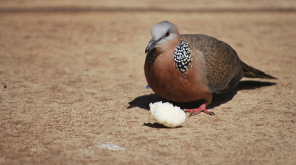 spotted dove eating bread