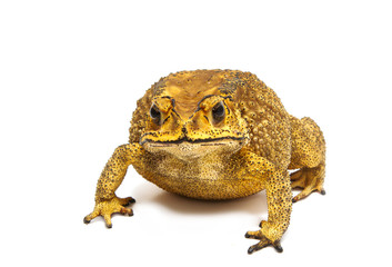 Toad Isolated