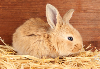 Fluffy foxy rabbit in a haystack on wooden background