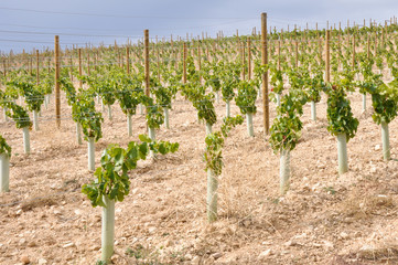 Fototapeta na wymiar Viñedo en La Rioja (España)