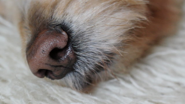Dog with sniffing nose. Closeup.