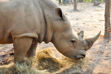 Obraz premium White rhino