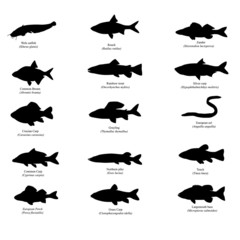 silhouettes of european fishes - 50453168