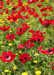 Obraz premium spring field of red poppies