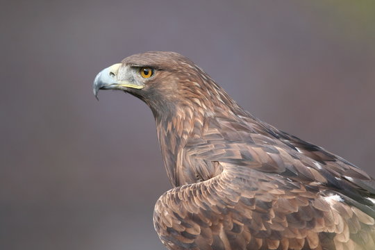 Retrato de Aguila real