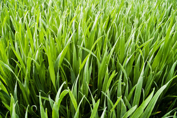 Fototapeta na wymiar Wheatfield - soczysta zielona trawa krople rosy