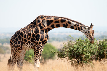 Giraffe