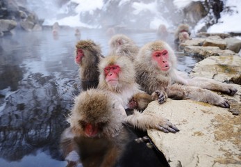 Fototapeta premium Japanese Snow Monkeys
