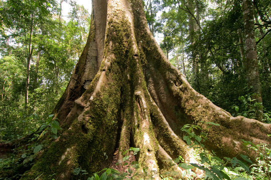 Mpanga-Forest, Uganda
