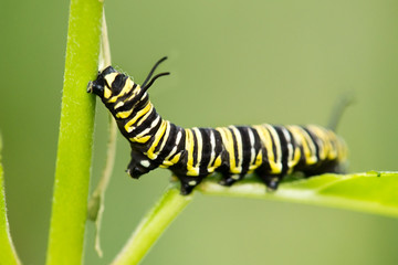 Butterfly Caterpillar